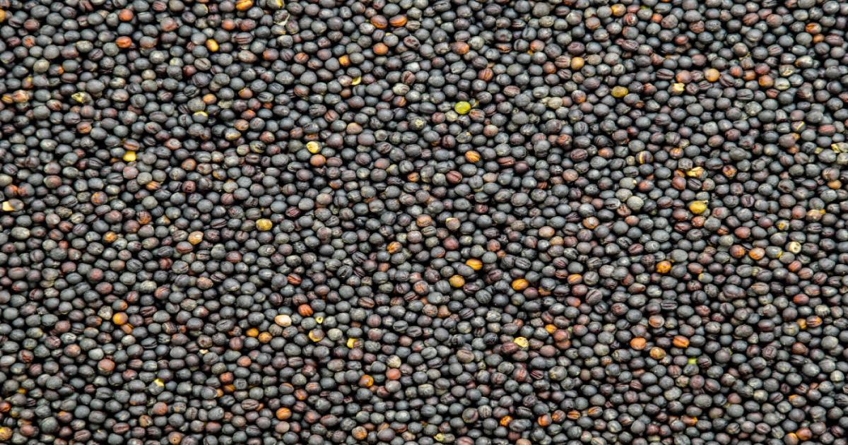 Mustard rate today in Madhya Pradesh